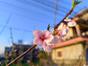 
A close-up view of pink cherry blossom flowers on a branch, with sunlight illuminating the petals. 