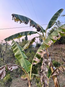 A close-up view of banana plants, showcasing large green leaves with some sections displaying signs of damage and browning. 