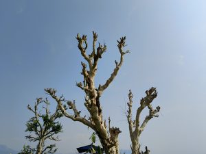 
A silhouette of several leafless trees with twisted branches against a clear blue sky. 