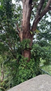 A close-up view of a large, thick tree trunk with reddish-brown bark surrounded by dense green jungle foliage.

