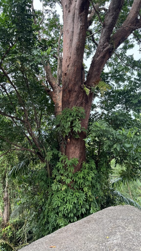 A close-up view of a large, thick tree trunk with reddish-brown bark surrounded by dense green jungle foliage.