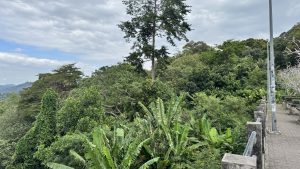 A scenic viewpoint overlooking a vast green forest canopy under an overcast sky, taken from a paved walkway with a stone railing.
