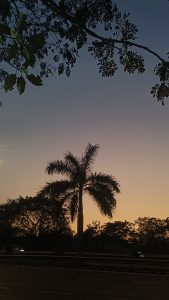 A palm tree silhouette against a blue-to-orange sunset sky, framed by leaves.
