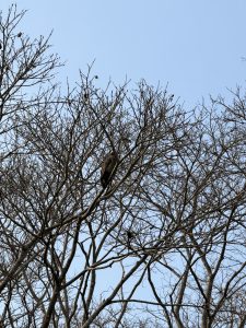 A bare tree with intricate branches against a clear blue sky, with several small birds and a vulture perched on the branches.