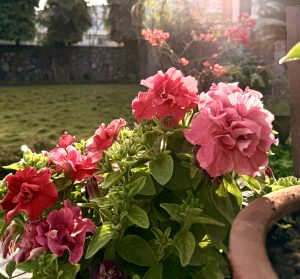 A close-up view of vibrant pink and red flowers blooming in a garden setting, with lush green leaves surrounding them. 