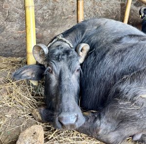 
A close-up of a resting black buffalo lying on straw, with its head turned towards the camera.
