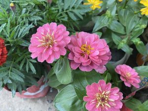 Bright pink and red zinnias with yellow centers and green leaves in a cheerful garden.
