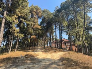 A narrow dirt path winds through a forest of tall pine trees, leading up a hillside. On the right side, a red brick building with large windows is partially visible among the trees. 