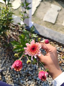 
A hand holding a cluster of pink and red flowers with green leaves, with a larger open flower in the center surrounded by several closed buds, set against a background of gravel and a blurred outdoor setting