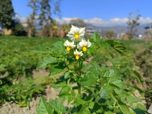 A close-up view of a potato plant in bloom, featuring clusters of white flowers with yellow stamens. 