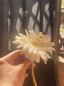 A person's hand holds a light-colored flower, likely a gerbera daisy, against a backdrop of soft sunlight filtering through a dark curtain. 