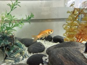 An orange goldfish swims in a clear aquarium, surrounded by smooth black rocks and white gravel. 
