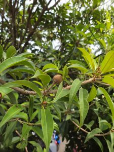 A close-up view of a branch from a tree, featuring numerous glossy green leaves that are broad and elongated. Among the leaves, there is a small, Chiku fruit that has a brown, textured surface.