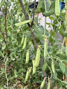 
A cluster of green pea pods hanging from a vine, surrounded by lush green leaves. 
