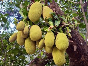 Large, ripe jackfruits hang in clusters from a tree in Velliparamba, Kozhikode, surrounded by green leaves, highlighting the region's rich tropical harvest.