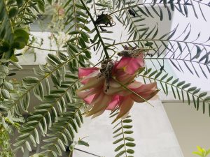 A pink and white flower with soft petals hangs from a leafy branch against a light gray building, creating a calm and delicate scene.