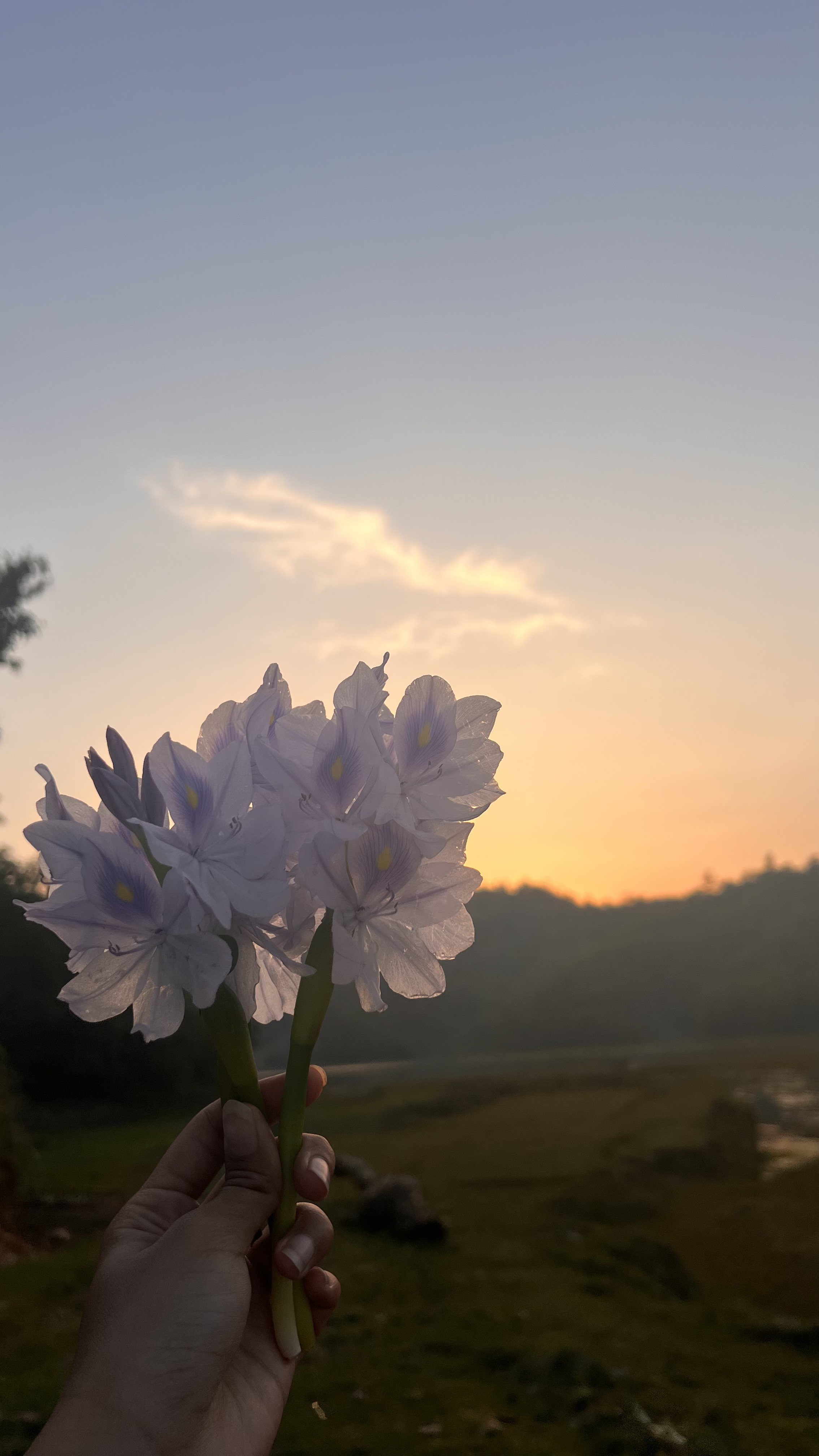 A hand holds light purple flowers in the foreground, with a calm sunset of blue and orange over green land and reflective water in the background.