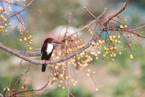 A White-throated Kingfisher perched on a curved branch with yellow berries against a soft green-blue background.