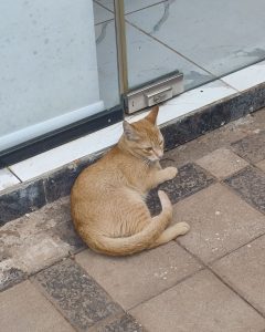 Light orange tabby cat lying on tiled pavement near a glass door entrance, looking slightly to the side in natural daylight.