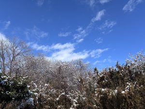 
A winter landscape featuring a clear blue sky with a few clouds, framed by trees and shrubs.