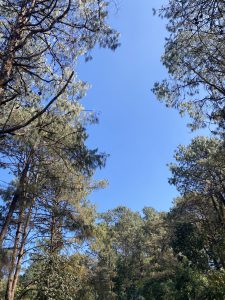 
A view looking up at a clear blue sky framed by tall pine trees on either side.