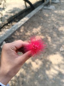 A close-up of a hand holding a bright pink fluffy flower, with a blurred outdoor background of earth and light patches.