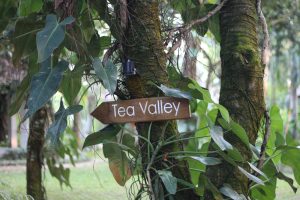 A wooden sign pointing towards "Tea Valley" is affixed to a tree, surrounded by lush green foliage and large leaves. 