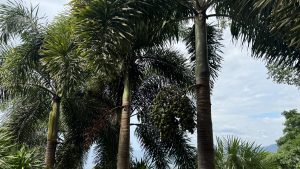 Several tall palm trees with clusters of green fruit growing against a bright, cloudy sky.
