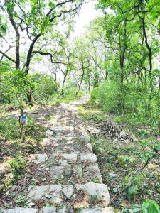 A winding stone path leads through a lush green forest, bordered by tall trees with vibrant leaves.