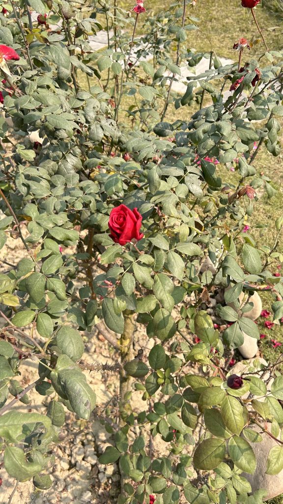 A vibrant red rose blooms amid a cluster of lush green leaves on a rose bush.