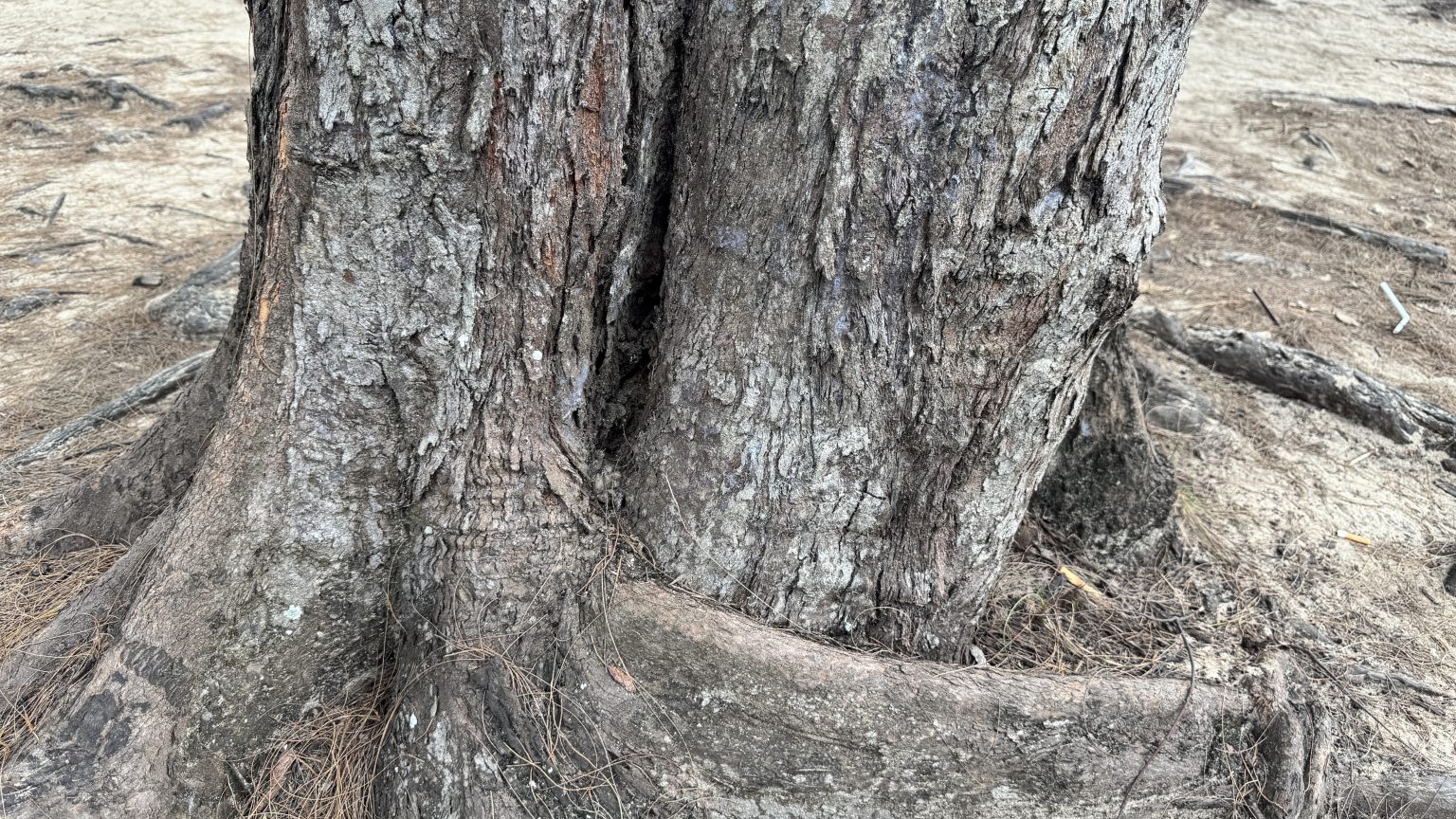 A close-up view of a tree trunk, featuring rough, textured bark with shades of gray and brown.