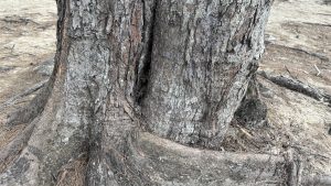 A close-up view of a tree trunk, featuring rough, textured bark with shades of gray and brown.