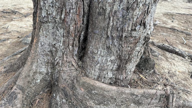 A close-up view of a tree trunk, featuring rough, textured bark with shades of gray and brown.