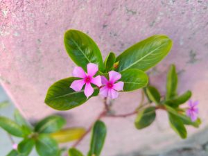 Close-up of two bright pink five-petaled flowers with glossy green leaves against a light pink textured background.