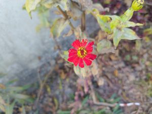 A close-up of a vibrant red flower with yellow stamens, surrounded by green foliage and some brown, wilted leaves.