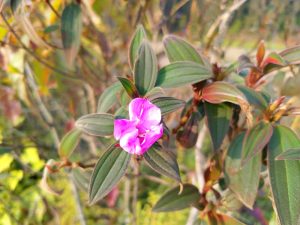 A close-up of a single pink-and-white flower among glossy green leaves, with a softly blurred natural background.