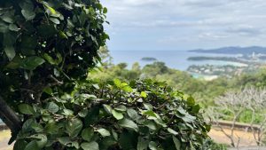 A blurred high-angle view of a tropical coastline and islands seen through the branches of a leafy green bush.
