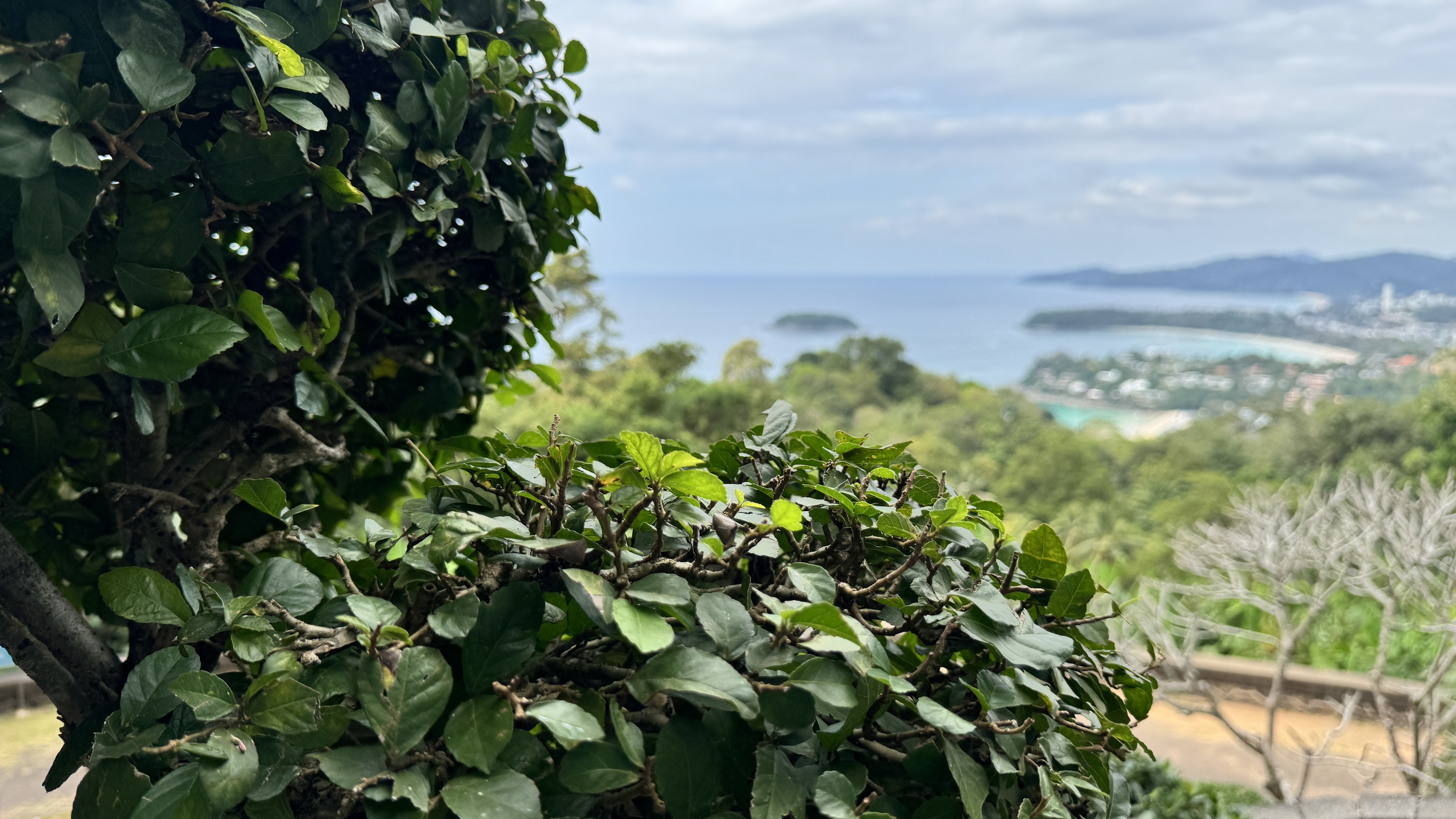 A blurred high-angle view of a tropical coastline and islands seen through the branches of a leafy green bush.