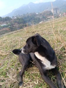 
A black and white dog lies on a grassy field, turning its head to the side, gazing into the distance.