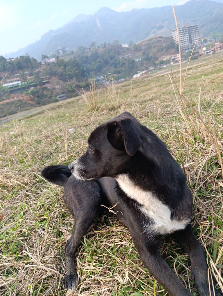 A black and white dog lies on a grassy field, turning its head to the side, gazing into the distance.