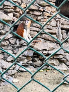 A Patas monkey with reddish-orange fur on its back and white fur on its legs sits on a jagged rock wall inside an enclosure. The monkey is looking off to the side with an alert expression. The image is viewed through the diagonal grid of a green chain-link fence.