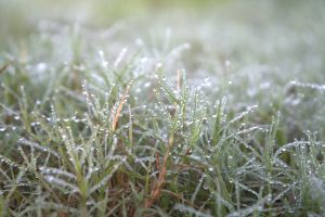 Fresh green grass blades are covered with tiny dew drops, sparkling in soft morning light against a blurred background.
