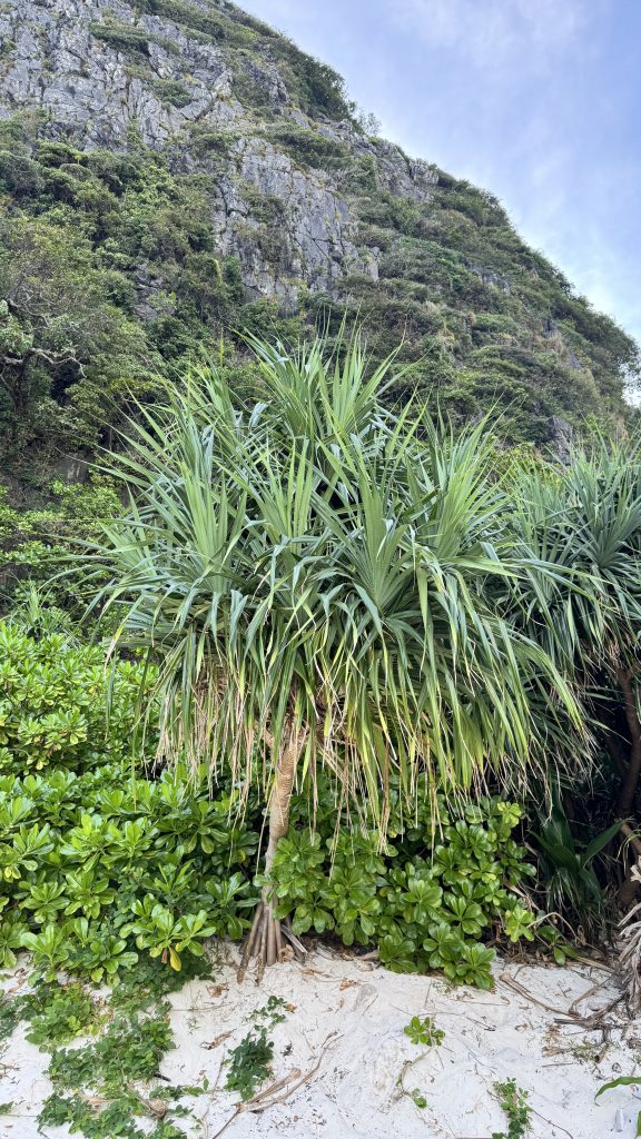 A tall pandanus-like plant with long green leaves grows on white sand, with green bushes and a high rocky mountain wall in the background under a pale blue sky.