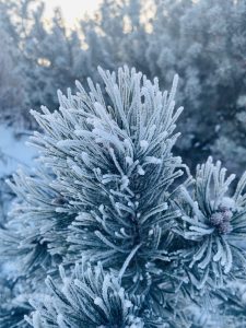 A close-up of a pine branch covered in delicate frost, with softly lit, wintry trees in the background.