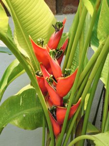Bright red heliconia flowers surrounded by fresh green leaves, captured in natural light. The colors stand out beautifully in a garden setting in Perumanna, Kozhikode, Kerala.