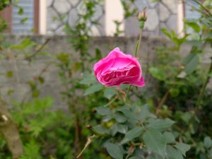 A pink rose with water droplets on its petals, growing on a stem with green leaves in a garden, with a blurred background of plants and a wall.