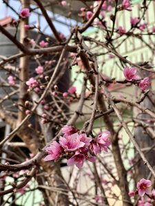 
A close-up view of a branch with delicate pink flowers blooming among bare twigs. 