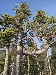 A close-up view of tall, textured trees with sprawling branches and green foliage against a clear blue sky.