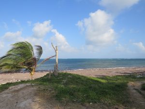A scenic view of the Beach in Kilifi, Kenya, featuring a windswept palm tree. The sandy shore meets the turquoise waters of the Indian Ocean under a bright blue sky with fluffy white clouds. Green vegetation covers the foreground dunes, capturing a tranquil, breezy coastal atmosphere.
