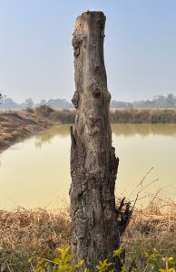A large, thick tree with rugged bark serves as the backdrop for an altar nestled in its roots. 